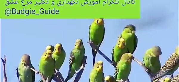 عکس مرغ عشق استرالیایی