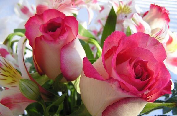 عکس گل های طبیعی