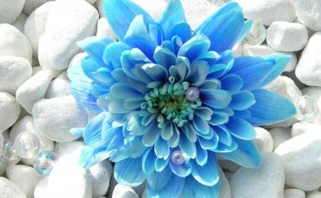 عکس گل های طبیعی