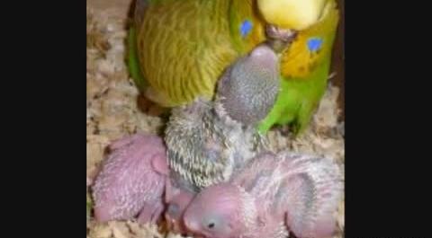 عکس جوجه ی مرغ عشق