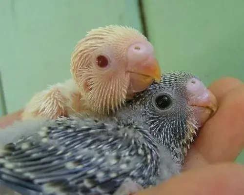 عکس جوجه ی مرغ عشق