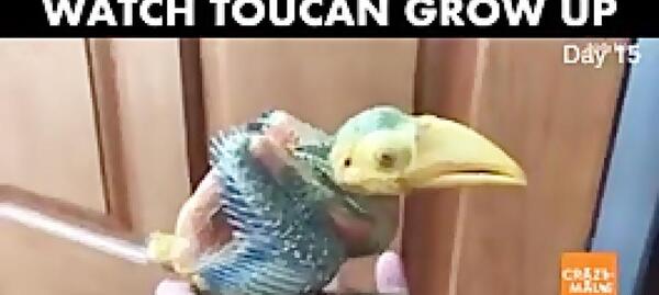 عکس مرغ عشق زشت