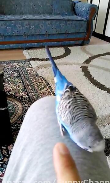 عکس حرف زدن مرغ عشق