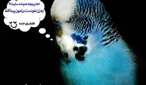 عکس حرف زدن مرغ عشق