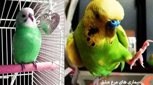 عکس مرغ عشق مریض
