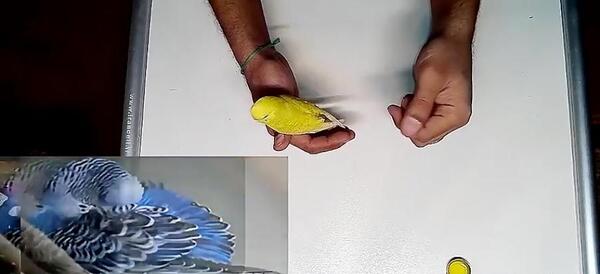 عکس مرغ عشق مریض
