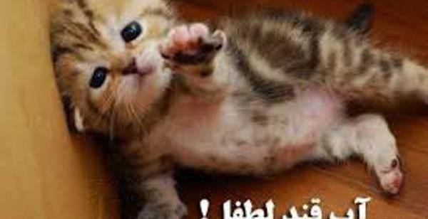 عکسهای گربه خنده دار