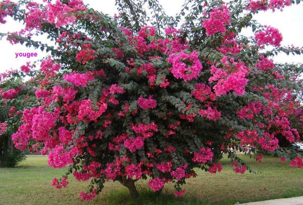 عکس گل طبیعی کاغذی