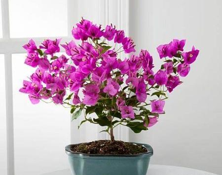 عکس گل طبیعی کاغذی