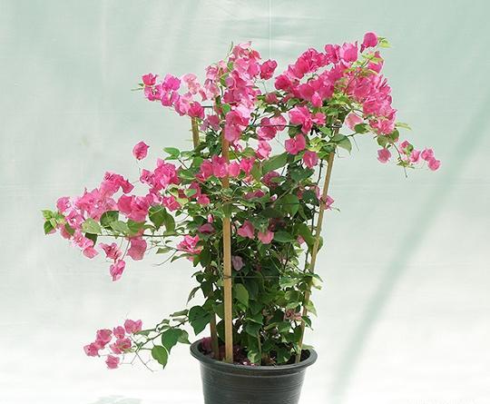 عکس گل طبیعی کاغذی