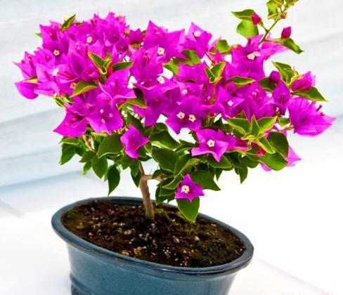 عکس گل طبیعی کاغذی