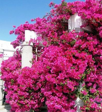 عکس گل طبیعی کاغذی