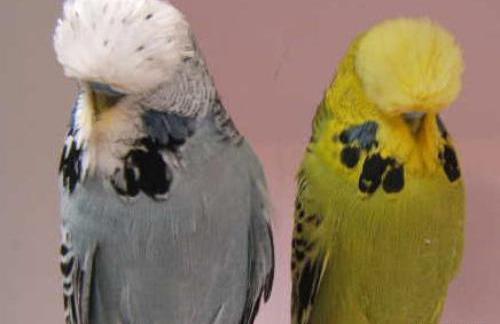عکس مرغ عشق فر