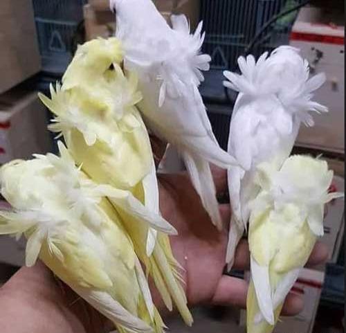 عکس مرغ عشق فر