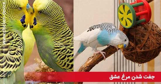 عکس مرغ عشق جفت شده