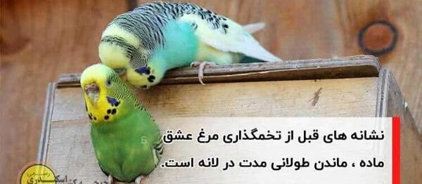 عکس مرغ عشق جفت شده