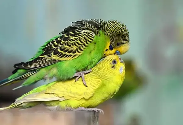 عکس مرغ عشق جفت شده