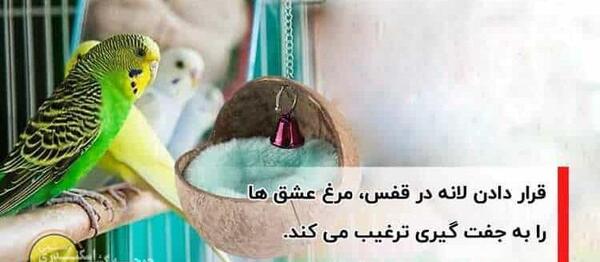 عکس مرغ عشق جفت شده