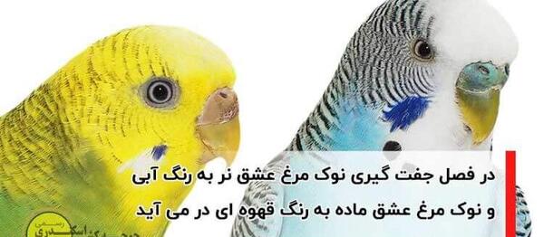عکس مرغ عشق جفت شده