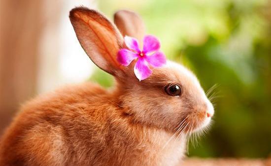 عکس خرگوش دم پنبه ای