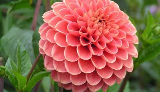 عکس گل های طبیعی خیلی زیبا