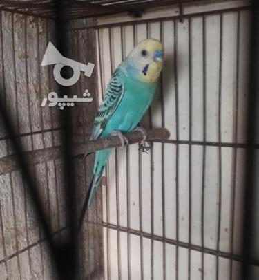 عکس مرغ عشق فیروزه ای