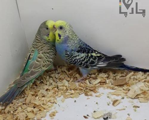 عکس مرغ عشق ابروبادی