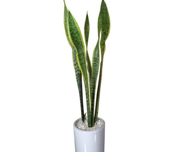 عکس گل طبیعی شمشیری