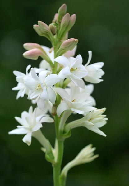 عکس گل طبیعی مریم