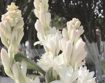 عکس گل طبیعی مریم