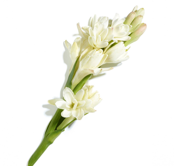 عکس گل طبیعی مریم