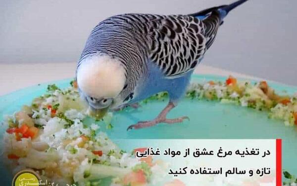عکس جوانه گندم برای مرغ عشق