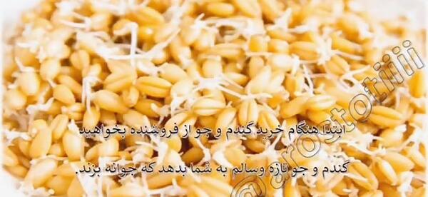 عکس جوانه گندم برای مرغ عشق