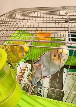 عکس جوانه گندم برای مرغ عشق