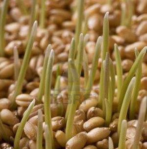 عکس جوانه گندم برای مرغ عشق