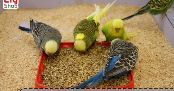عکس جوانه گندم برای مرغ عشق