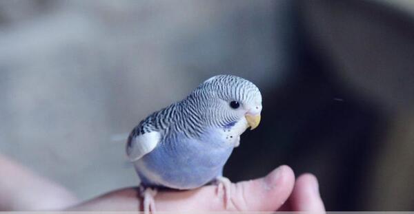عکس مرغ عشق کوچولو