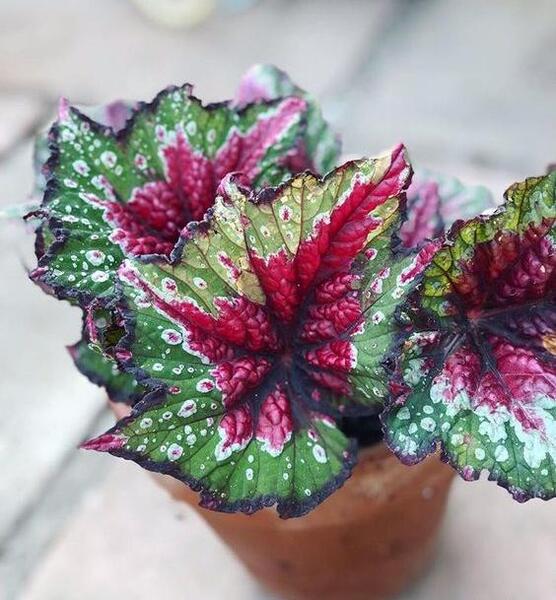 عکس گل طبیعی خانگی عروس