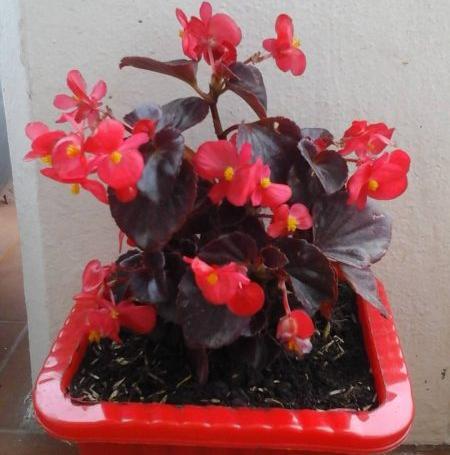 عکس گل طبیعی خانگی عروس