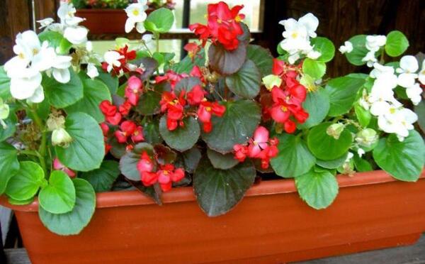 عکس گل طبیعی خانگی عروس