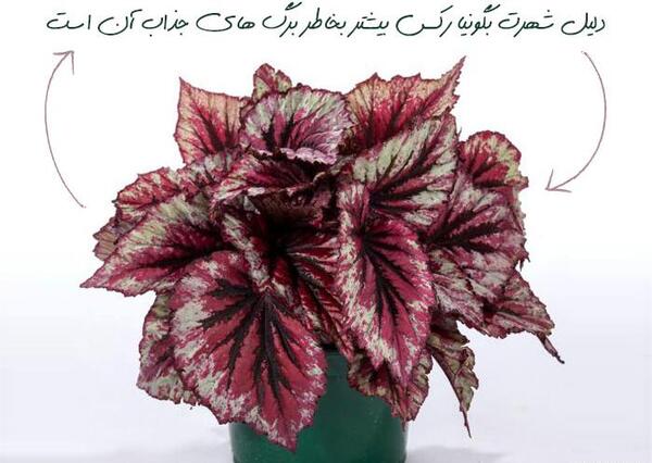 عکس گل طبیعی خانگی عروس