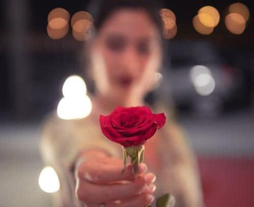عکس گل رز قرمز عاشقانه طبیعی