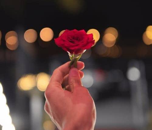 عکس گل رز قرمز عاشقانه طبیعی
