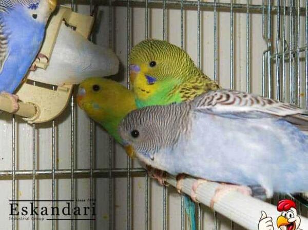 عکس مرغ عشق خوابیده