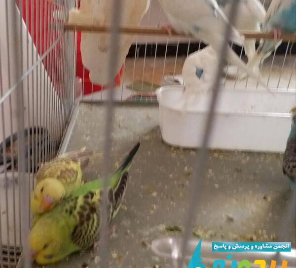 عکس مرغ عشق خوابیده