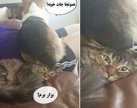عکس خنده دار عکس باحال