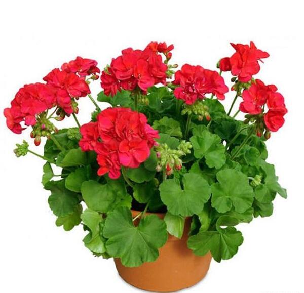عکس گل طبیعی شمعدانی