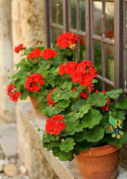 عکس گل طبیعی شمعدانی