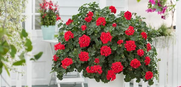 عکس گل طبیعی شمعدانی