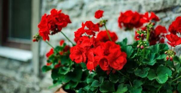 عکس گل طبیعی شمعدانی